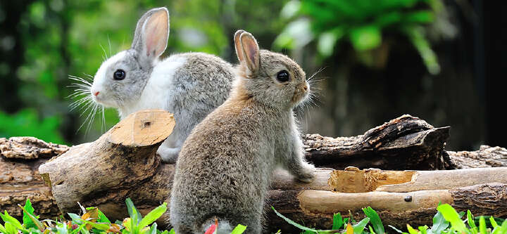 Kaninchen in der Natur Themeneinstieg